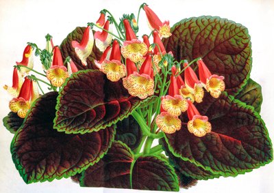 Botanische Illustration Achimenes naegelioides von Unbekannt