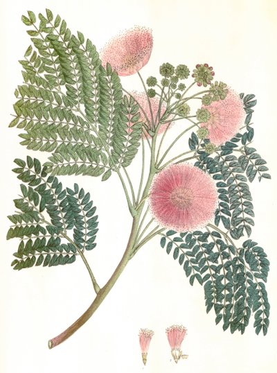 Botanische Illustration Albizia julibrissin Seidenbaum von Unbekannter Künstler