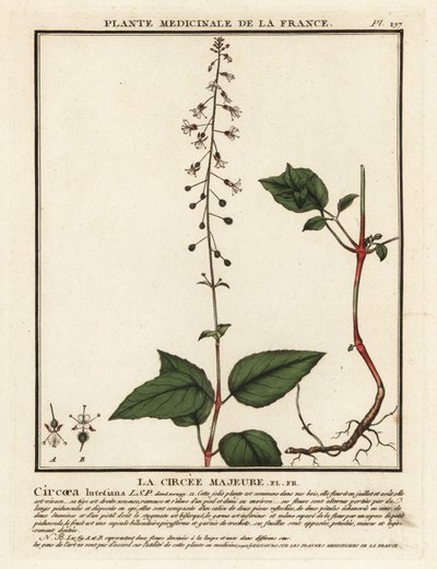 Breitblättriges Hexenkraut, Circaea lutetiana von Unbekannter Künstler