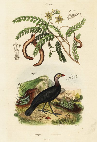 Buschhuhn und Tamarinde, 1834-1839 (Gravur) von Unbekannter Künstler