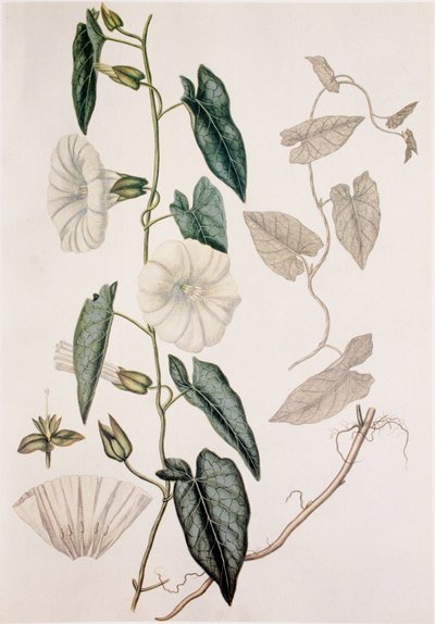 Calystegia sepium/Convolvulus sepium/Heckenwinde von Unbekannt