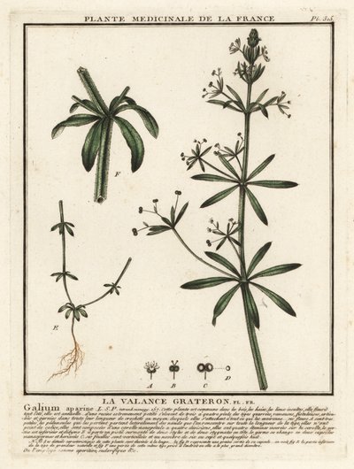 Kletten-Labkraut, Galium aparine von Unbekannter Künstler