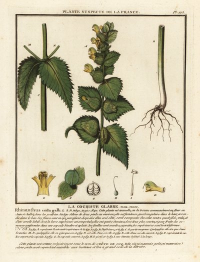 Hahnenkamm, Rhinanthus crista-galli von Unbekannter Künstler