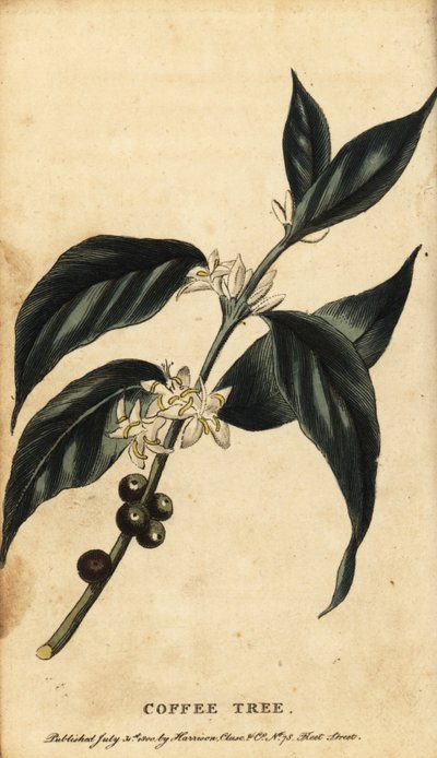 Kaffeebaum, Coffea arabica, 1800 (Gravur) von Unbekannter Künstler