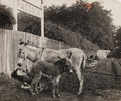 Komposit von zwei Eseln, ca. 1909 von Unbekannt