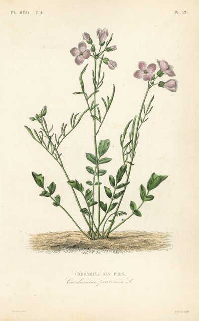 Wiesenschaumkraut, Cardamine pratensis von Unbekannt