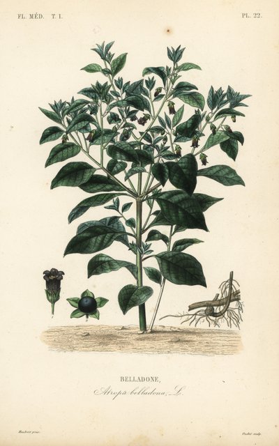 Tollkirsche, Atropa belladonna, Belladone von Unbekannt