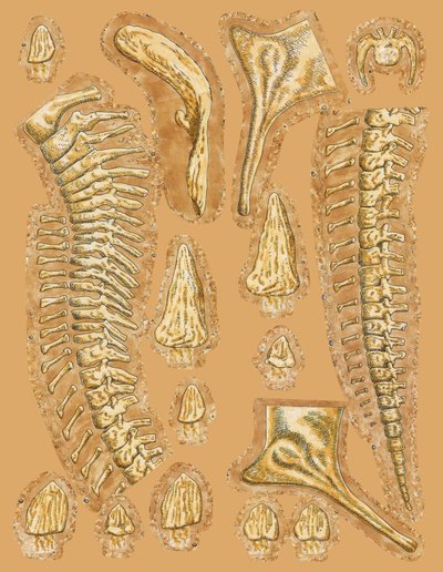 Dinosaurierknochen auf farbigem Hintergrund, Nahaufnahme von Unbekannt