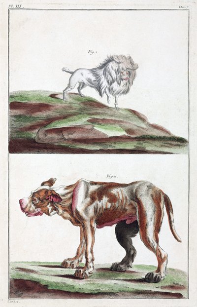 Hunde von Unbekannt