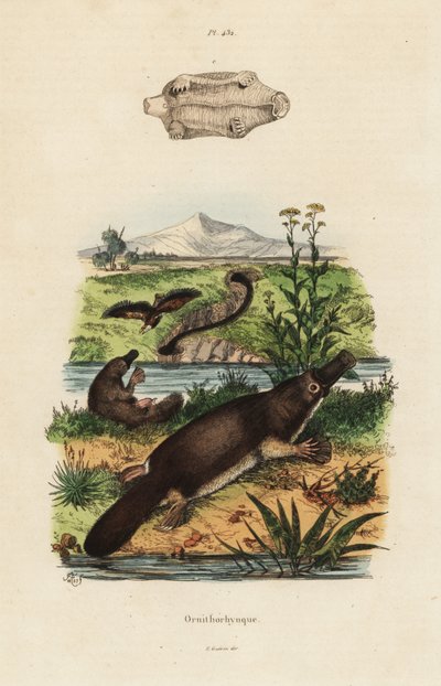 Schnabeltier, Ornithorhynchus anatinus von Unbekannt