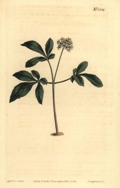 Zwerg-Ginseng, Panax trifolius von Unbekannt