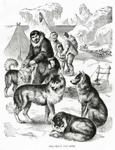 Eskimos und Hunde (1902) von Unbekannt