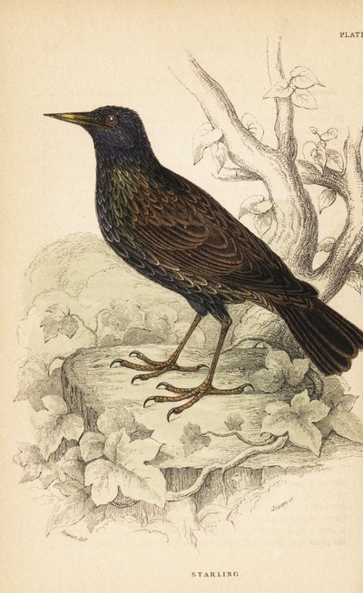 Star, Sturnus vulgaris von Unbekannter Künstler