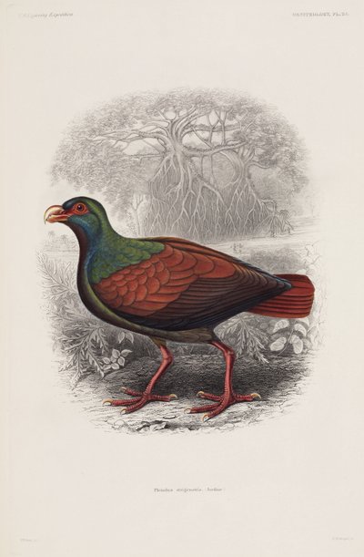 Exotischer Vogel von Unbekannt