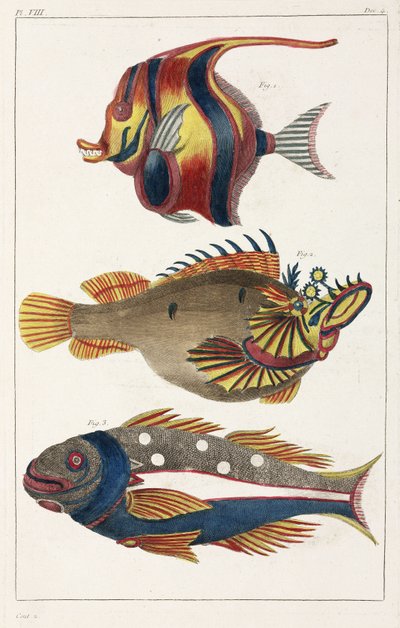 Exotische Fische von den Molukken von Unbekannt