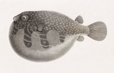 Fische: Tetrodon (Nahaufnahme) von Unbekannt