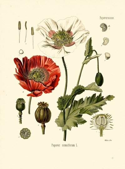 Gartenmohn von Unbekannter Künstler