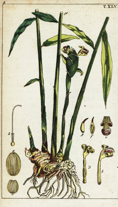 Ingwerpflanze und Wurzel, Zingiber officinale von Unbekannter Künstler