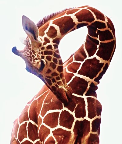 Giraffe, Sarara, 2017 von Unbekannter Künstler