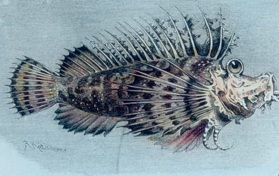 Illustration eines Wappenfischs (Lophotidae) von Unbekannter Künstler