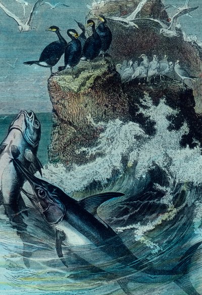 Illustration eines Thunfischs von Unbekannter Künstler