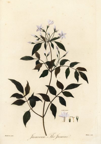 Jasmin, Jasminum officinale, 1805 (Gravur) von Unbekannter Künstler