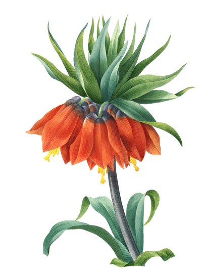 Kaiserkronen (Fritillaria imperialis) von Unbekannter Künstler