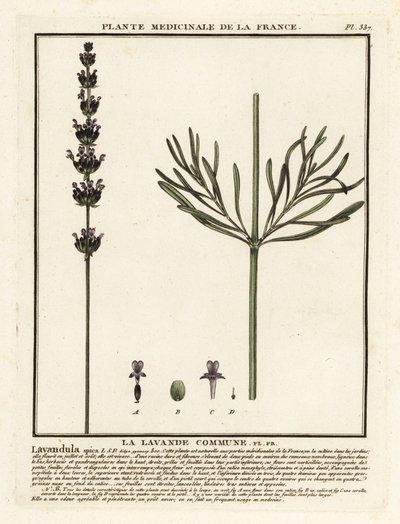 Lavendel, Lavandula angustifolia von Unbekannter Künstler