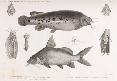 Le Malapterure Electrique & Le Pimelode Synodonte von Unbekannt