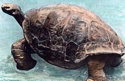 Leben im Meer von Unbekannter Künstler