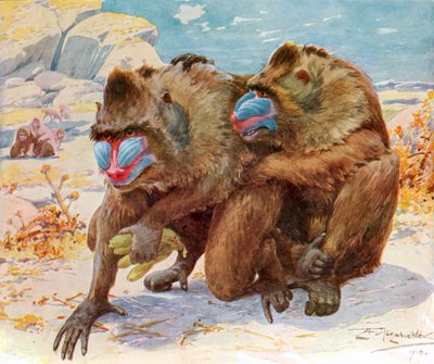 Mandrills. Aus Bibby