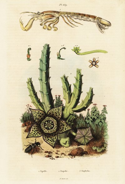 Fangschreckenkrebs, Sternblume und Käfer (Gravur) von Unbekannter Künstler