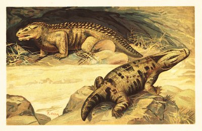 Mastodonsaurus und Pareiasaurus. 1908 von Unbekannter Künstler