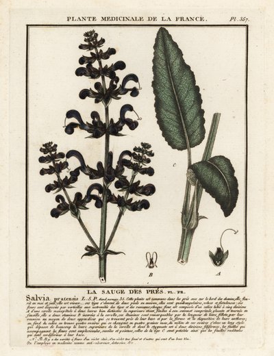 Wiesensalbei, Salvia pratensis von Unbekannter Künstler