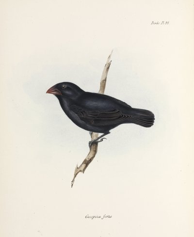 Mittlerer Grundfink, Galapagosinseln, ca. 1832-1836 von Unbekannter Künstler