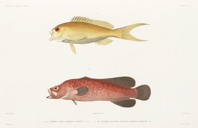 Gefleckter Seifenfisch und Rubin-Anthias von Unbekannter Künstler