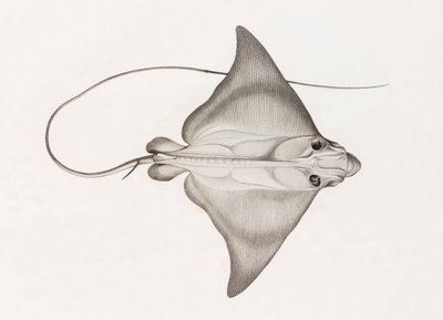 Mourine Vachette von Unbekannt