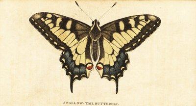 Schwalbenschwanz, Papilio machaon (Kupferstich) von Unbekannter Künstler