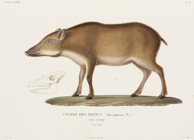 Papua-Schwein, Neuguinea von Unbekannter Künstler