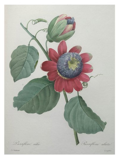 Passionsblume von Unbekannt