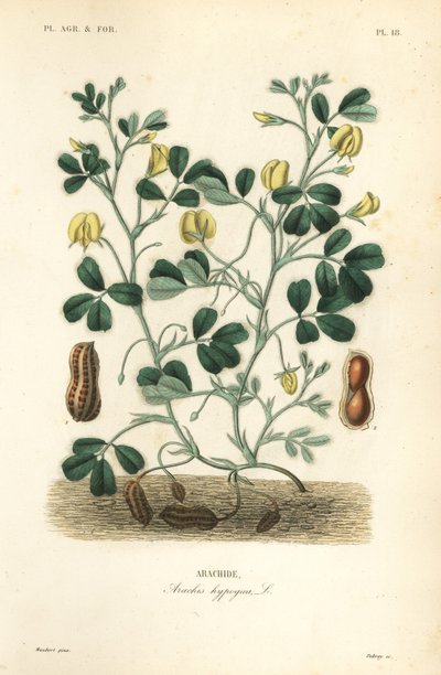 Erdnuss, Arachis hypogaea von Unbekannt