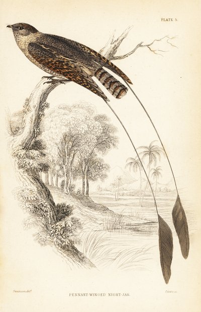 Fahnenflügel-Nachtschwalbe, Macrodipteryx vexillarius (Macrodipteryx africanus). Handkolorierter Stahlstich von William Lizars nach William Swainson aus Sir William Jardine