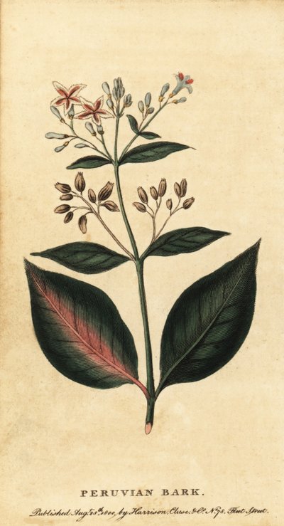 Chinarinde, Cinchona officinalis, 1800 (Gravur) von Unbekannter Künstler