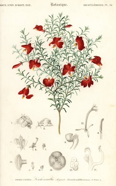 Rote Leschenaultia, Leschenaultia formosa (Gravur) von Unbekannter Künstler