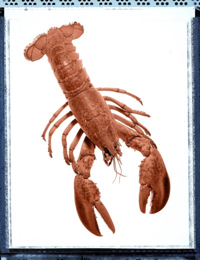 Stillleben mit Hummer von Unbekannt