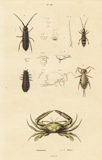 Schwimmkrabbe und Springschwänze von Unbekannter Künstler