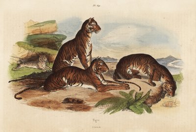 Tiger, Panthera tigris, gefährdet von Unbekannt