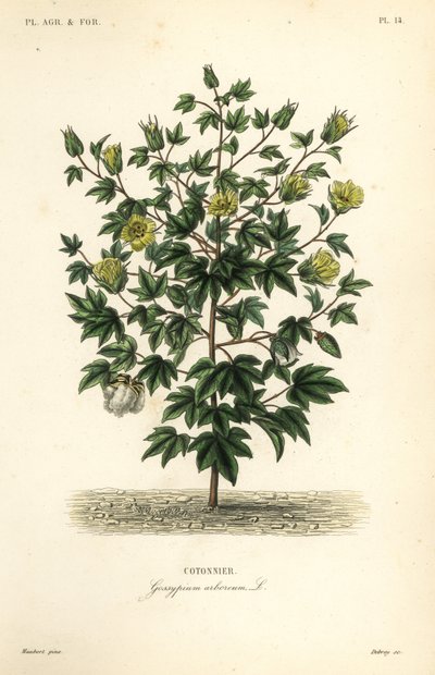 Baumwolle, Gossypium arboreum von Unbekannt