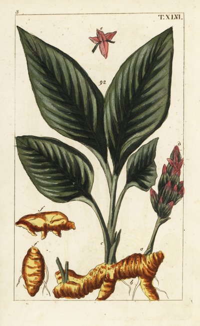 Kurkuma, Curcuma longa von Unbekannter Künstler