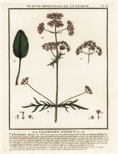 Baldrian, Valeriana dioica von Unbekannter Künstler